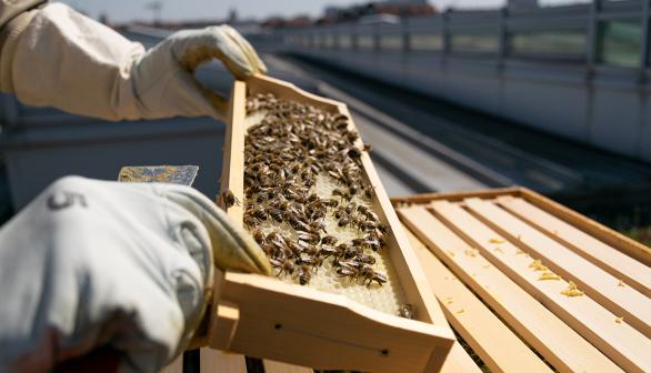 Properties Bee Colony