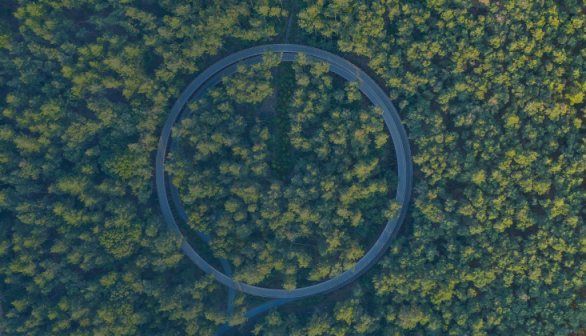 Road in the forest