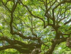 Oaktree summer