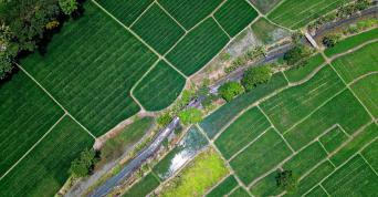 Green field aerial view