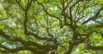 Oaktree summer