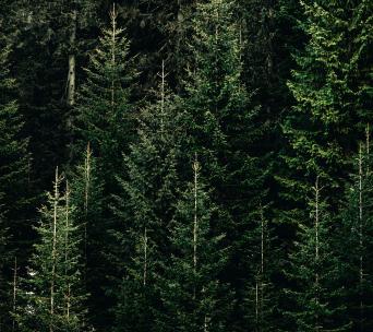 Forest aerial view