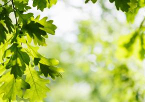 Greenery 
